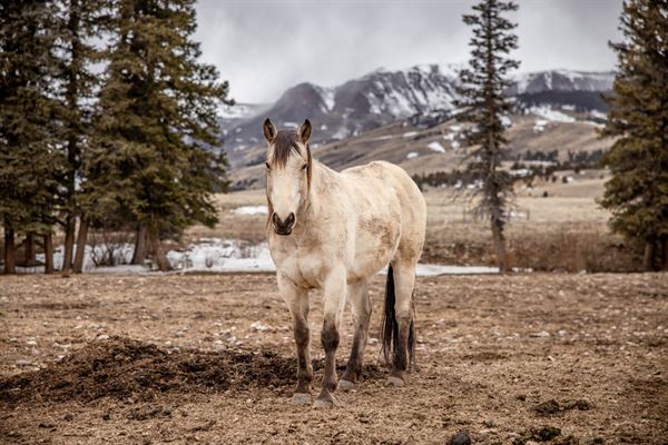 The Hay Loft at Creede