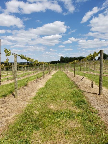 Na zdravie Vineyard and Winery (Weddings)