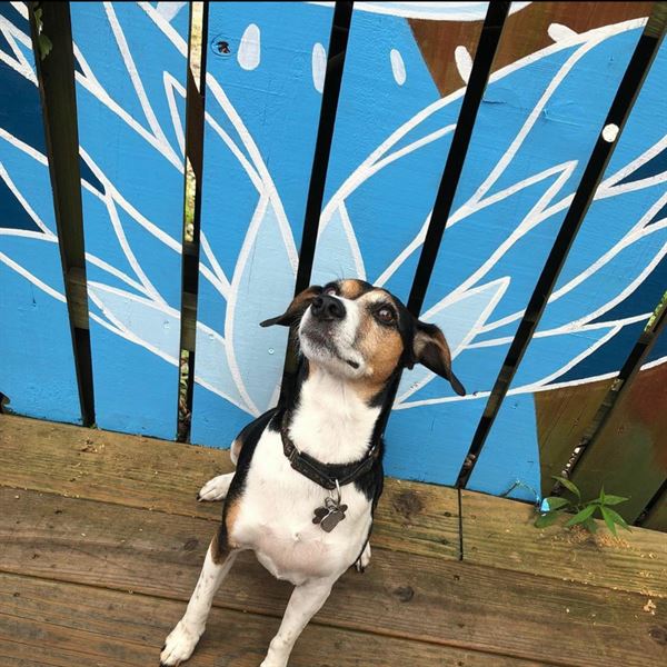 Blue Pit BBQ & Whiskey Bar