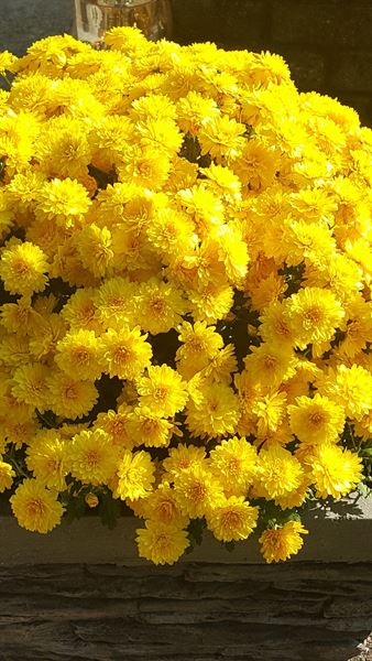 Franasonic Events Management, LLC