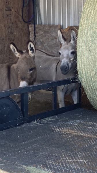 BEST BEER BURROS IN TEXAS