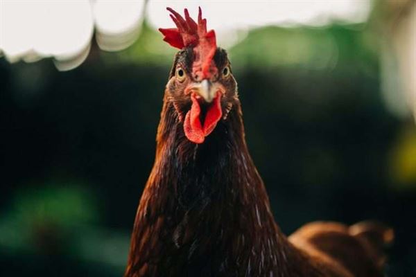 Welcome General Store