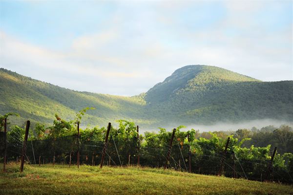 Yonah Mountain Vineyards