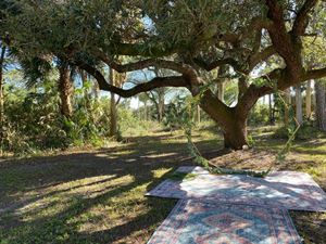 Underneath 100 year old oak tree