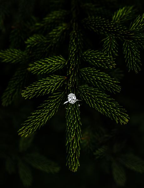 Sunflower & Sage Photography