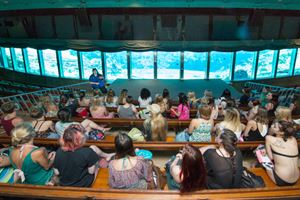 Underwater Mermaid Theater