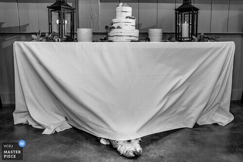 Shaunte' Dittmar Photography