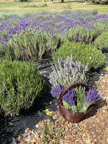Xannadu Lavender Farm