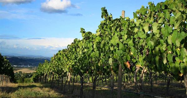 Crossing Vineyards and Winery