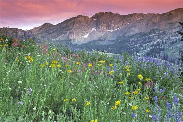 Alta's Rustler Lodge