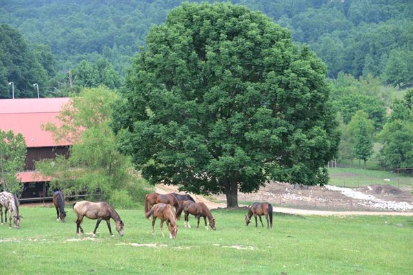 Horseshoe Canyon Ranch
