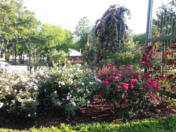 Rose Garden & Historic MKT Train Depot