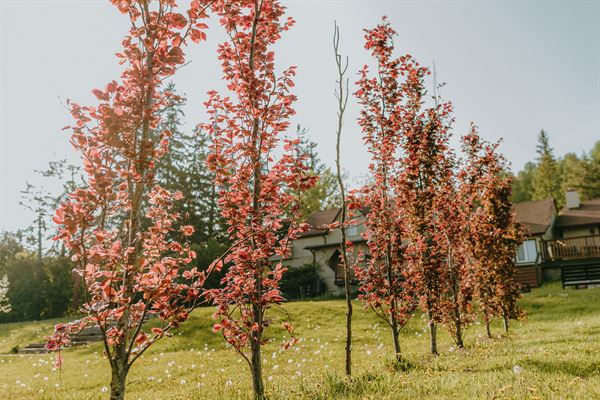 Northumberland Heights Weddings & Events