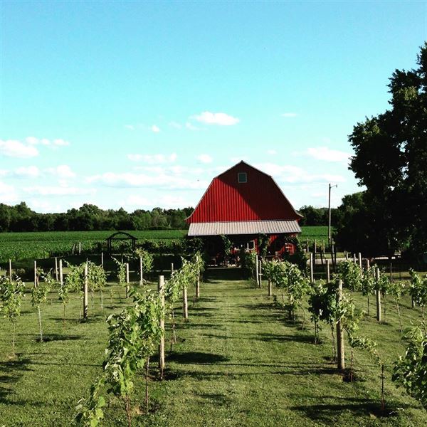 Vineyard at Porter Central