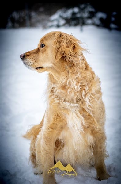 Top Roch Photography