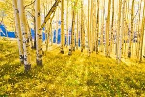 Josiah Davidson Photography