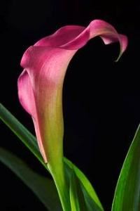 Style & Elegance Wedding and Event Co-ordination - Stratford