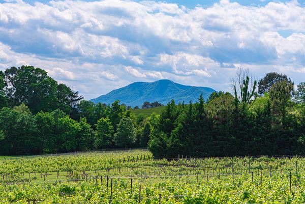 Parker-Binns Vineyard