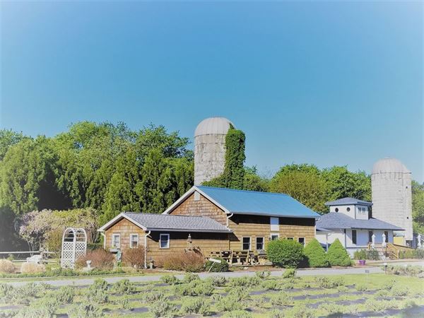 Lavender Fields at Warrington Manor