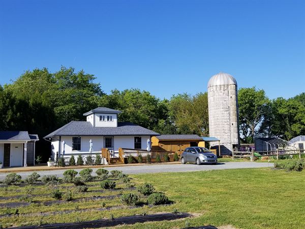 Lavender Fields at Warrington Manor