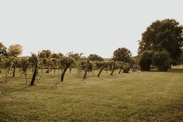Rogge Family Vineyard