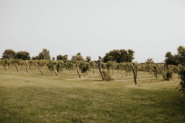 Rogge Family Vineyard