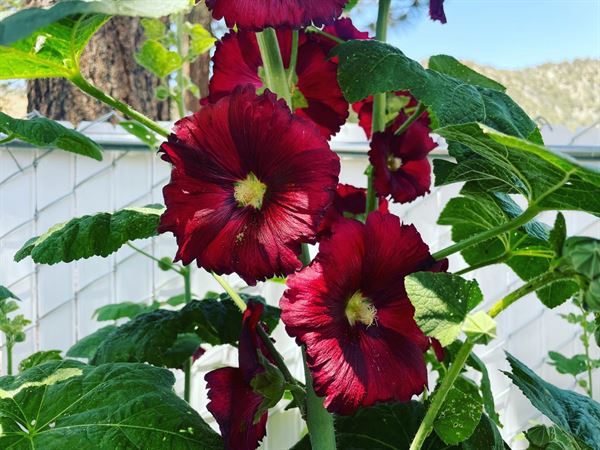 The Deck at Sunshine Loft