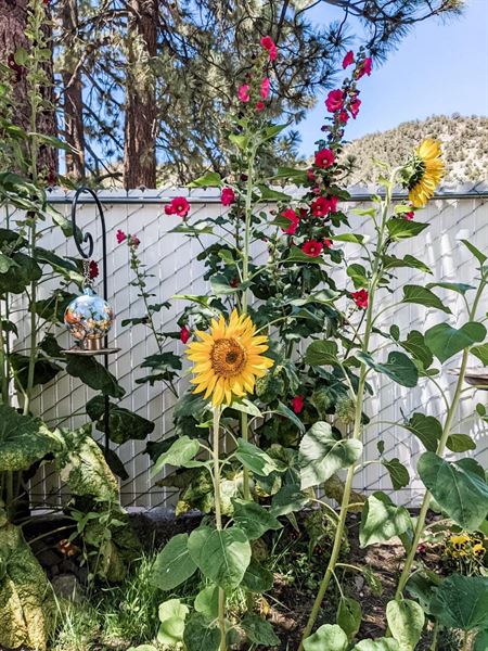 The Deck at Sunshine Loft