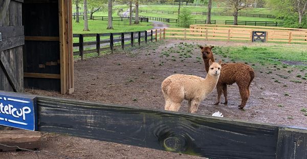 Whispering Hearts Farm