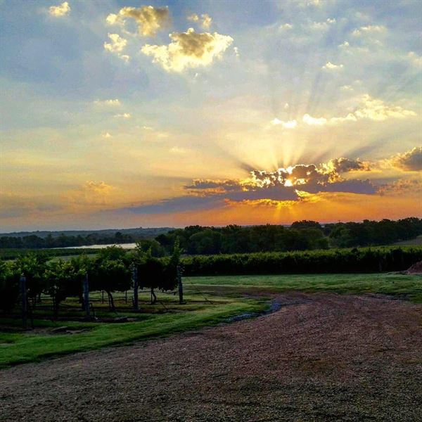Hidden Hangar Vineyard and Winery