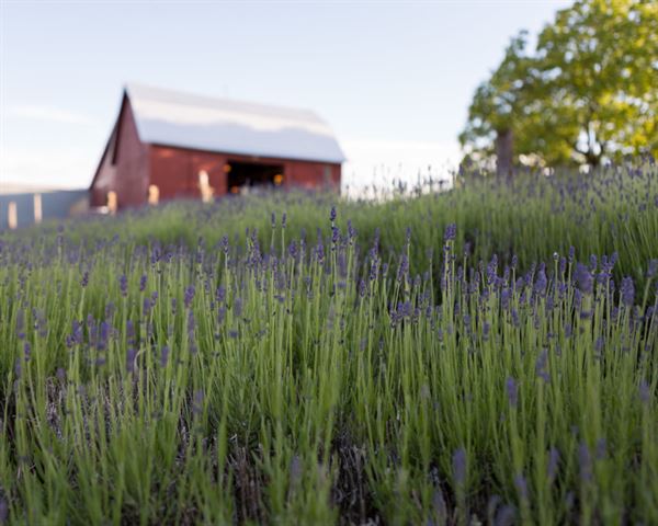 Lavender Hill Farm