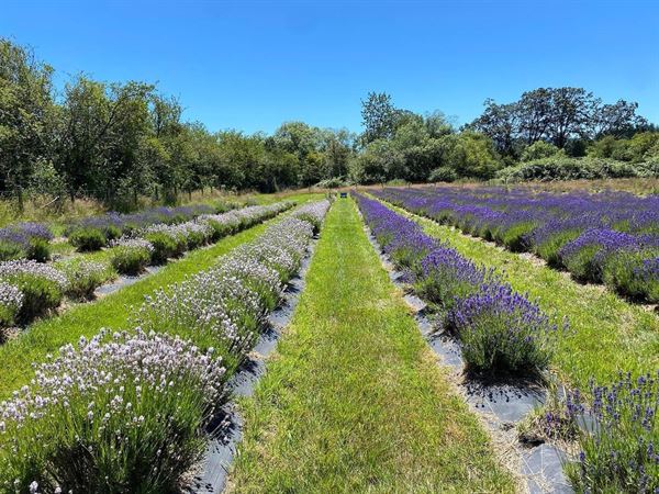 Island Lavender