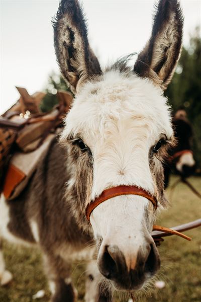 Chelsea Spears Photography