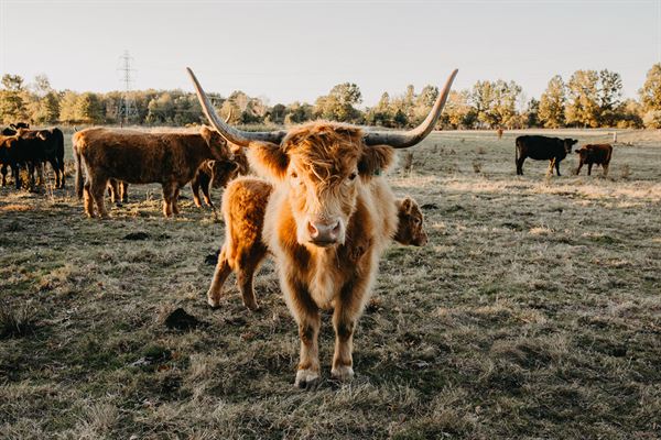 The Farmhouse at Emmett Ridge Farm