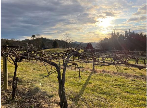Tiger Mountain Vineyards