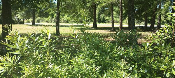 Eri Boo's Fresh Brunch