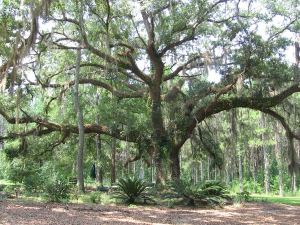 Serenade Oaks Event Facility