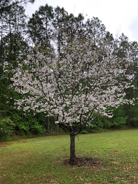 Serenade Oaks Event Facility