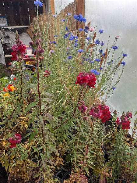 Jamrock Culinary Arts Center