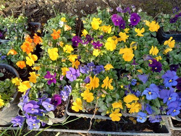 Jamrock Culinary Arts Center