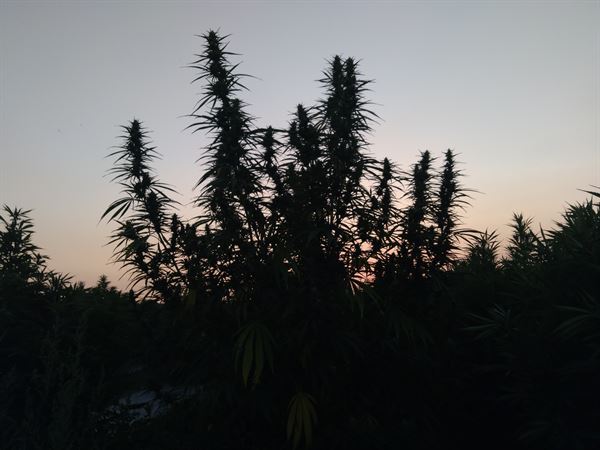 Jamrock Culinary Arts Center