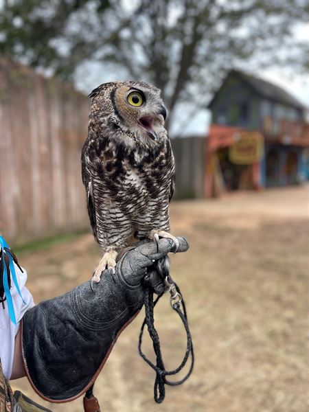 Texas Renaissance Festival