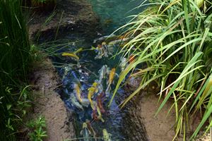The Koi Pond
