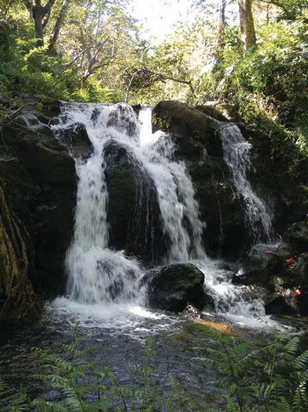 Botanical World Adventures