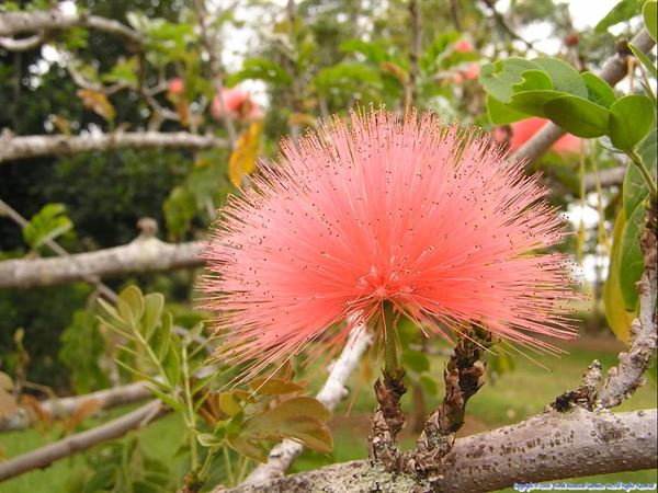 Botanical World Adventures