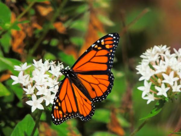 Botanical World Adventures