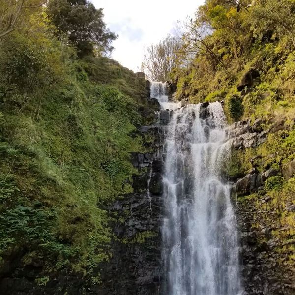 Botanical World Adventures