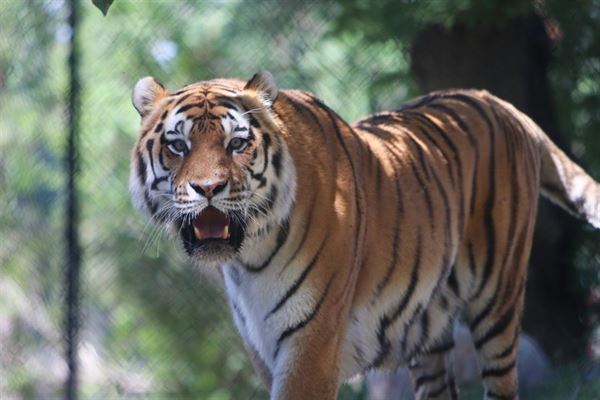 The Great Plains Zoo & Delbridge Museum