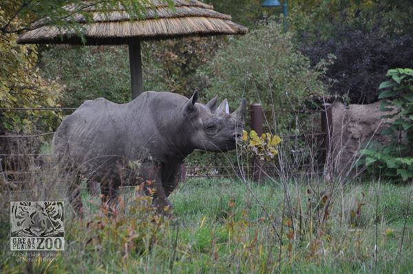 The Great Plains Zoo & Delbridge Museum