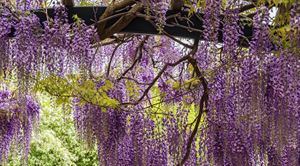 Wisteria Den